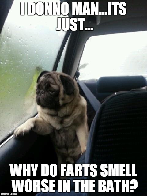 Introspective Pug | I DONNO MAN...ITS JUST... WHY DO FARTS SMELL WORSE IN THE BATH? | image tagged in introspective pug | made w/ Imgflip meme maker