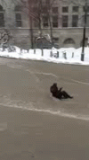 Generated image from gifs,mcgill generated with the Imgflip Animated GIF Generator