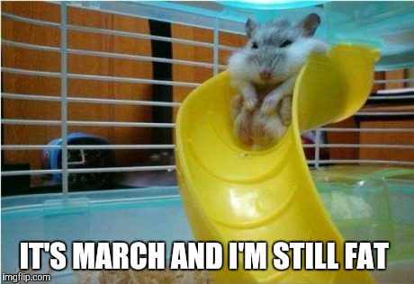 IT'S MARCH AND I'M STILL FAT | image tagged in hamster,spring,fat | made w/ Imgflip meme maker