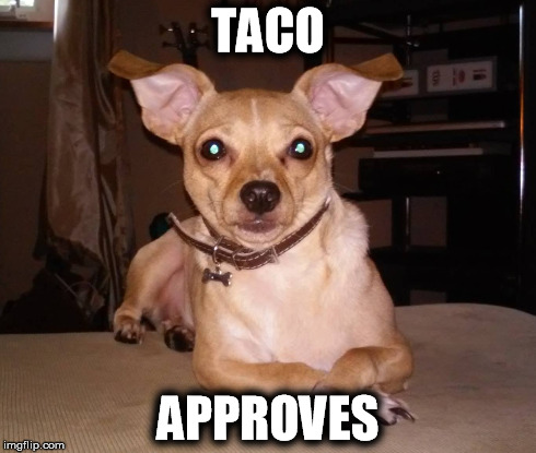 Taco Approves | TACO APPROVES | image tagged in chihuahua,approve,dogs,cute puppies | made w/ Imgflip meme maker
