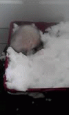 SNow Bath! | image tagged in gifs | made w/ Imgflip video-to-gif maker