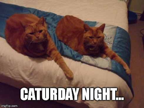 Caturday Night | CATURDAY NIGHT... | image tagged in fluteboy,caturday night,saturday night,whigfield,cat,lolcat | made w/ Imgflip meme maker