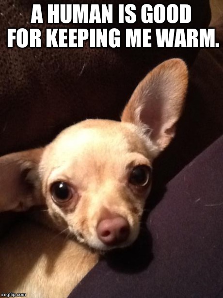 A HUMAN IS GOOD FOR KEEPING ME WARM. | image tagged in chihuahua | made w/ Imgflip meme maker