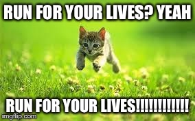 RUN FOR YOUR LIVES cat | RUN FOR YOUR LIVES?
YEAH RUN FOR YOUR LIVES!!!!!!!!!!!! | image tagged in run for your lives cat | made w/ Imgflip meme maker