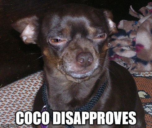 COCO DISAPPROVES | image tagged in chihuahua,disgruntled,dissaprove,siamese dog,irked,dog | made w/ Imgflip meme maker