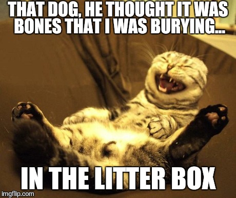 Bones, I tell ya | THAT DOG, HE THOUGHT IT WAS BONES THAT I WAS BURYING... IN THE LITTER BOX | image tagged in memes,funny memes,lolcat,funny cat,too funny | made w/ Imgflip meme maker