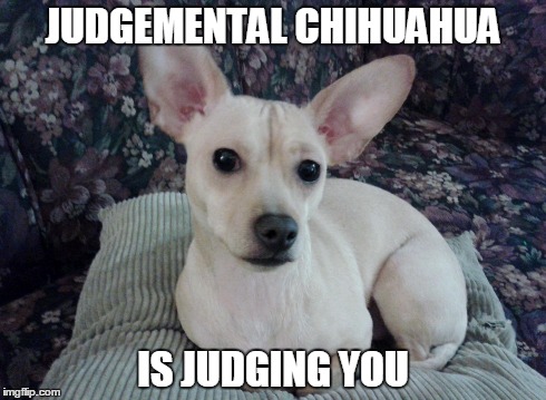 Judgemental Chihuahua | JUDGEMENTAL CHIHUAHUA IS JUDGING YOU | image tagged in dogs,chihuahua | made w/ Imgflip meme maker