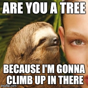 Whisper Sloth Meme | ARE YOU A TREE BECAUSE I'M GONNA CLIMB UP IN THERE | image tagged in memes,whisper sloth | made w/ Imgflip meme maker
