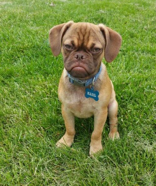Grumpy Puppy Earl Blank Meme Template