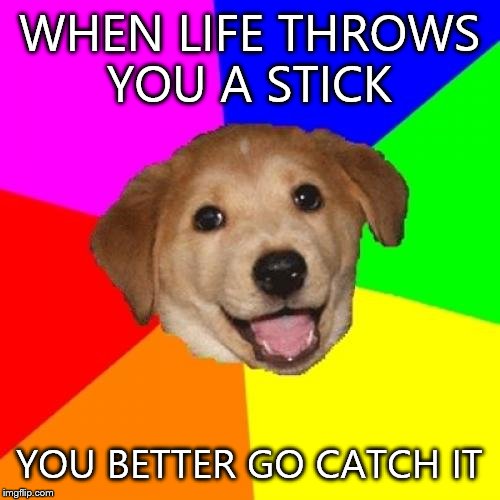 Advice Dog | WHEN LIFE THROWS YOU A STICK YOU BETTER GO CATCH IT | image tagged in memes,advice dog | made w/ Imgflip meme maker