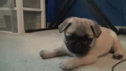PUG | image tagged in gifs,pugs | made w/ Imgflip video-to-gif maker