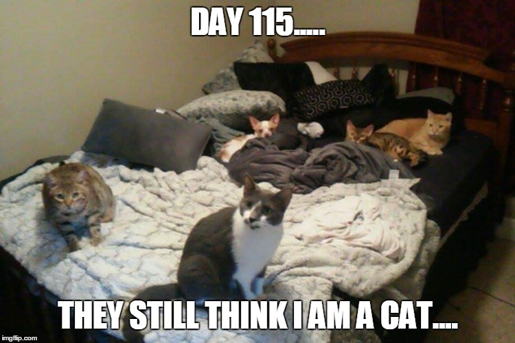 Chico the wonder dog | DAY 115..... THEY STILL THINK I AM A CAT.... | image tagged in cats,funny cats,chihuahua,lol,cute,funny | made w/ Imgflip meme maker