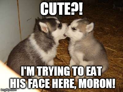 Cute Puppies | CUTE?! I'M TRYING TO EAT HIS FACE HERE, MORON! | image tagged in memes,cute puppies | made w/ Imgflip meme maker