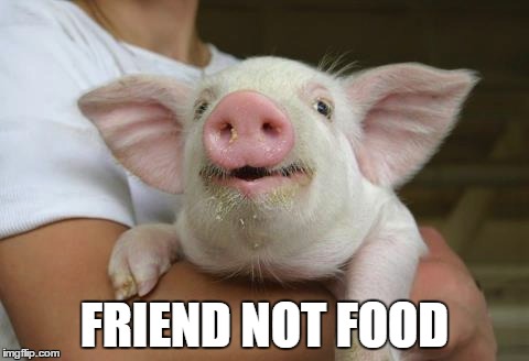 FRIEND NOT FOOD | image tagged in pig,farmed animal,animal,love,food,bacon | made w/ Imgflip meme maker
