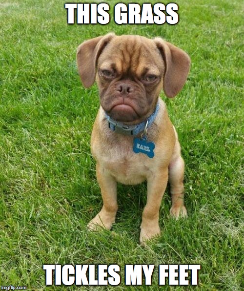 Grumpy Puppy Earl | THIS GRASS TICKLES MY FEET | image tagged in grumpy puppy earl | made w/ Imgflip meme maker