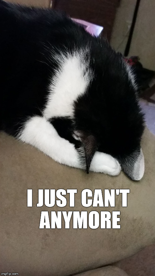 I Give Up Cat | I JUST CAN'T ANYMORE | image tagged in i give up cat,cats | made w/ Imgflip meme maker