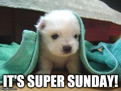 Cute puppy | IT'S SUPER SUNDAY! | image tagged in cute puppy | made w/ Imgflip meme maker