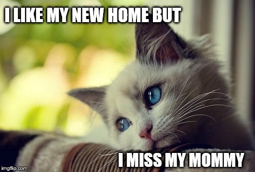 First World Problems Cat Meme | I MISS MY MOMMY I LIKE MY NEW HOME BUT | image tagged in memes,first world problems cat | made w/ Imgflip meme maker