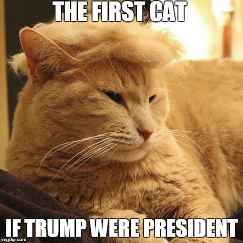 Donald Trump's Cat | THE FIRST CAT IF TRUMP WERE PRESIDENT | image tagged in memes,funny memes,donald trump,cats,politicians,president 2016 | made w/ Imgflip meme maker