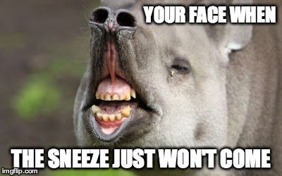 The Everlasting Sneeze Face | YOUR FACE WHEN THE SNEEZE JUST WON'T COME | image tagged in animals,funny meme,sneeze | made w/ Imgflip meme maker