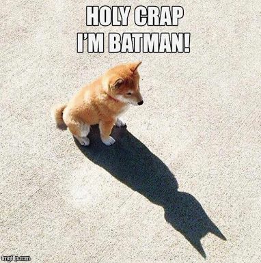 Batman puppy  | image tagged in puppy,batman | made w/ Imgflip meme maker