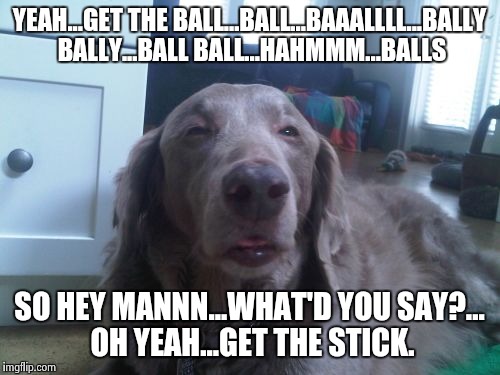 High Dog | YEAH...GET THE BALL...BALL...BAAALLLL...BALLY BALLY...BALL BALL...HAHMMM...BALLS SO HEY MANNN...WHAT'D YOU SAY?... OH YEAH...GET THE STICK. | image tagged in memes,high dog | made w/ Imgflip meme maker