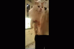 Generated image from gifs generated with the Imgflip Animated GIF Maker