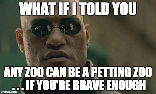 Matrix Morpheus | WHAT IF I TOLD YOU ANY ZOO CAN BE A PETTING ZOO . . . IF YOU'RE BRAVE ENOUGH | image tagged in memes,matrix morpheus | made w/ Imgflip meme maker