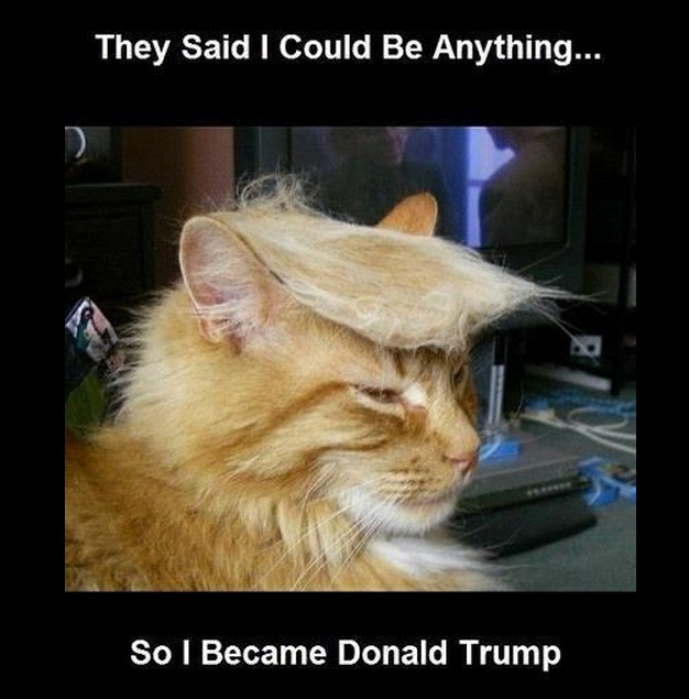 Donald Trump cat | image tagged in funny,memes,animals,cats,donald trump