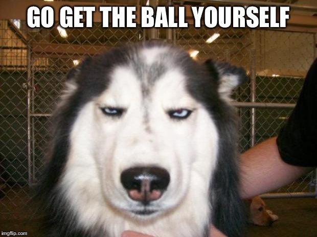 Annoyed Dog | GO GET THE BALL YOURSELF | image tagged in annoyed dog | made w/ Imgflip meme maker