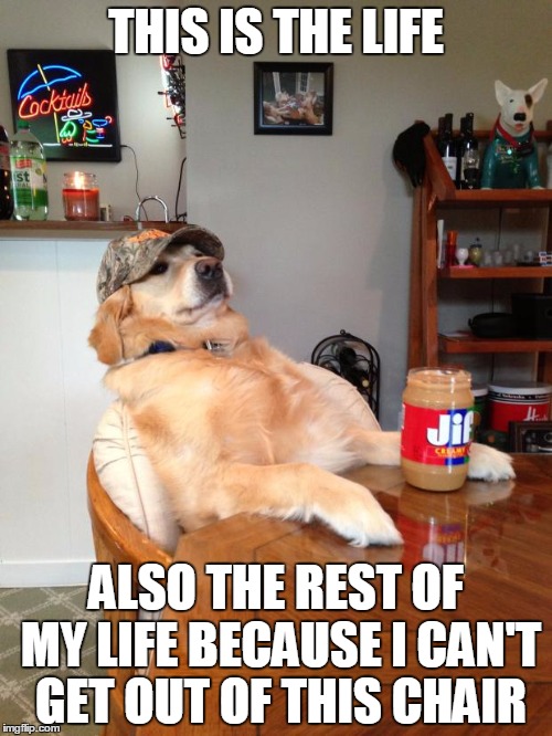 the rest of my life dog | THIS IS THE LIFE ALSO THE REST OF MY LIFE BECAUSE I CAN'T GET OUT OF THIS CHAIR | image tagged in redneck dog | made w/ Imgflip meme maker