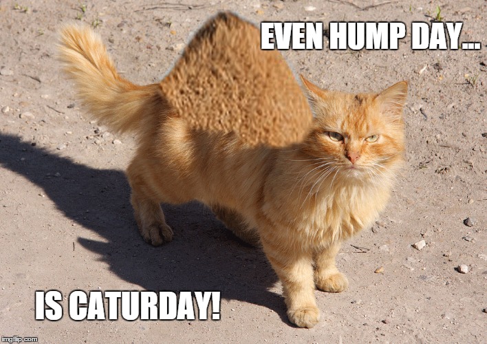 Hump-Cat, " Event Hump Day is Caturday!" | EVEN HUMP DAY... IS CATURDAY! | image tagged in cat,cats,hump-cat,lolcat,lolcats,funny cat | made w/ Imgflip meme maker
