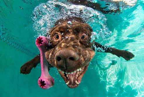 High Quality Swimming Dog Blank Meme Template