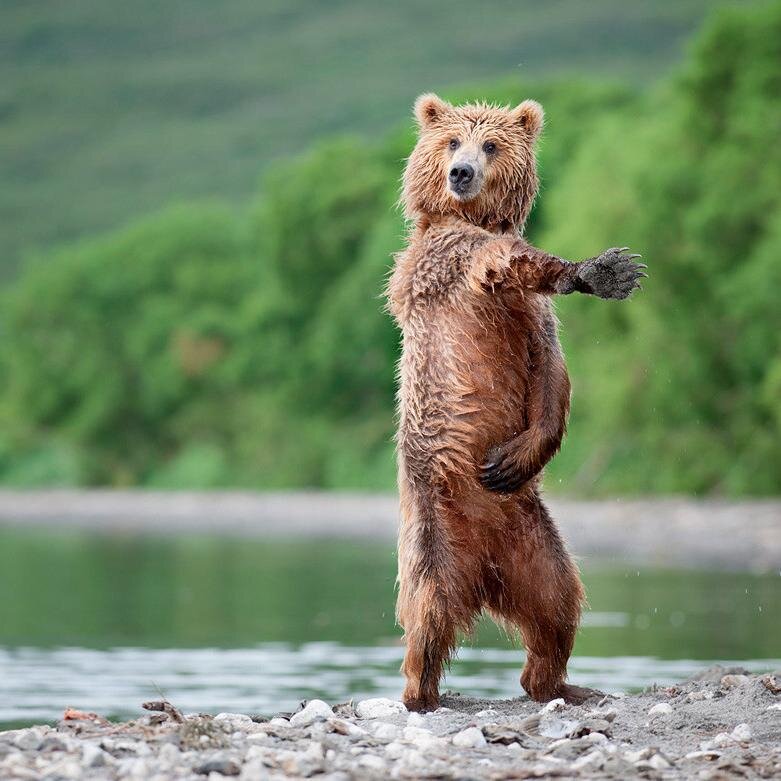 The dancing bear full effect pictures