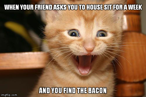 Surprise Bacon Cat | WHEN YOUR FRIEND ASKS YOU TO HOUSE SIT FOR A WEEK AND YOU FIND THE BACON | image tagged in memes,funny memes,bacon,kitty,friends,shaitans muse | made w/ Imgflip meme maker
