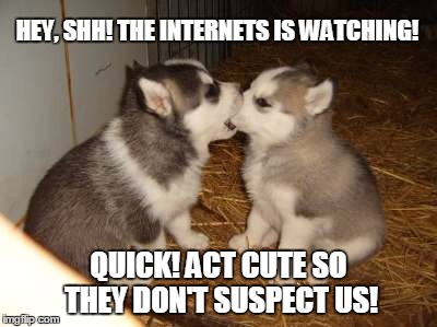 Cute Puppies | HEY, SHH! THE INTERNETS IS WATCHING! QUICK! ACT CUTE SO THEY DON'T SUSPECT US! | image tagged in memes,cute puppies | made w/ Imgflip meme maker