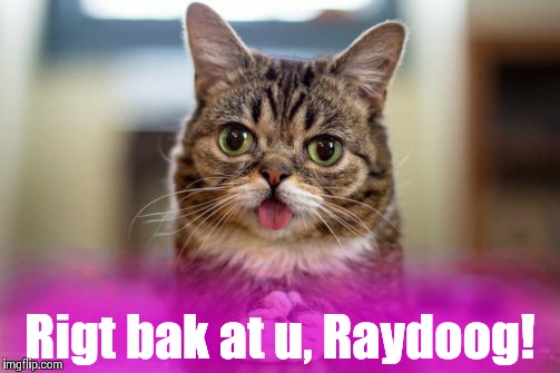 Dumb look cat | Rigt bak at u, Raydoog! | image tagged in dumb look cat | made w/ Imgflip meme maker