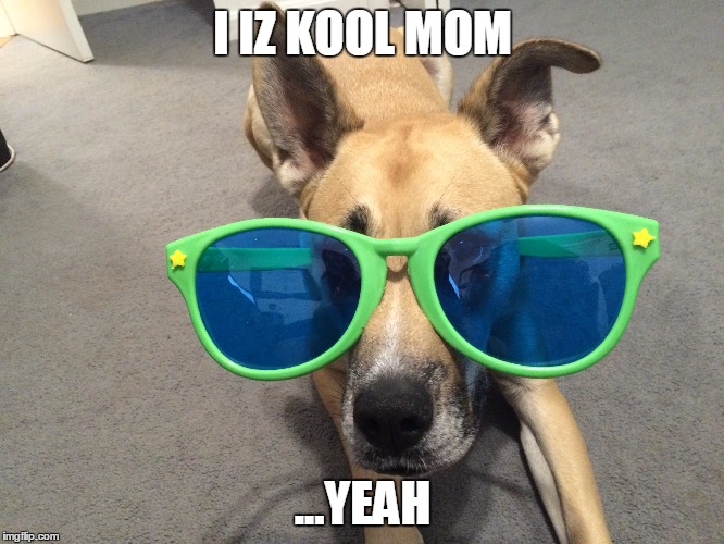 Kool Pup | I IZ KOOL MOM ...YEAH | image tagged in odin,dog fun,cute,glasses,clown,cool | made w/ Imgflip meme maker