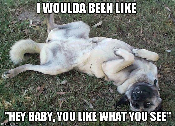 Dog Playing Dead | I WOULDA BEEN LIKE "HEY BABY, YOU LIKE WHAT YOU SEE" | image tagged in dog playing dead | made w/ Imgflip meme maker