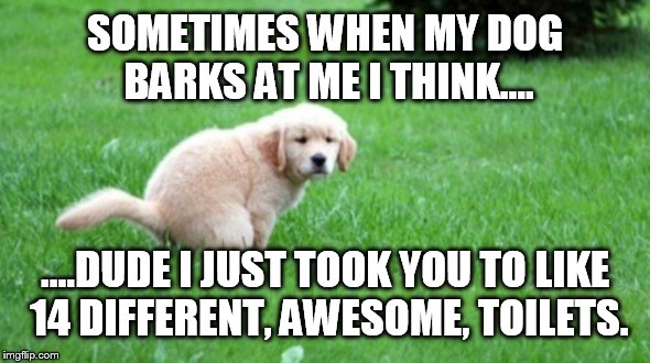 I love my dog  | SOMETIMES WHEN MY DOG BARKS AT ME I THINK.... ....DUDE I JUST TOOK YOU TO LIKE 14 DIFFERENT, AWESOME, TOILETS. | image tagged in funny,meme,dogs,toilet | made w/ Imgflip meme maker