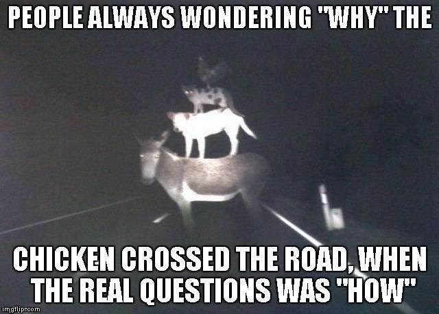Sometimes there's even more bizarre questions out there.. | PEOPLE ALWAYS WONDERING "WHY" THE CHICKEN CROSSED THE ROAD, WHEN THE REAL QUESTIONS WAS "HOW" | image tagged in stacked animals,why the chicken cross the road,animals | made w/ Imgflip meme maker