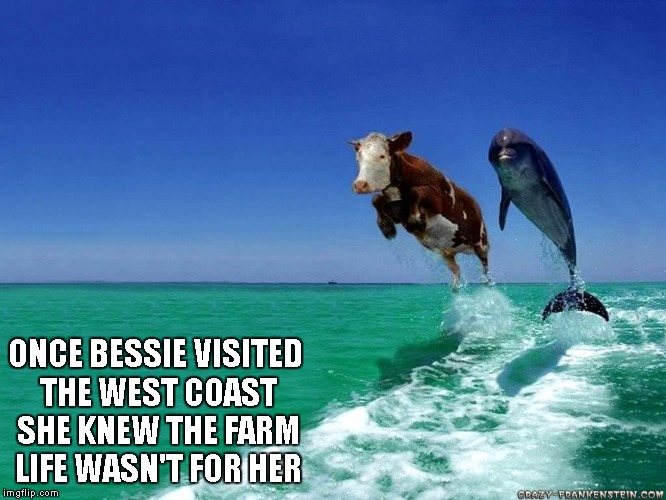 The downside is she'll be pre-seasoned with sea salt. | ONCE BESSIE VISITED THE WEST COAST SHE KNEW THE FARM LIFE WASN'T FOR HER | image tagged in west coast cow,animals,funny,cow,dolphin | made w/ Imgflip meme maker