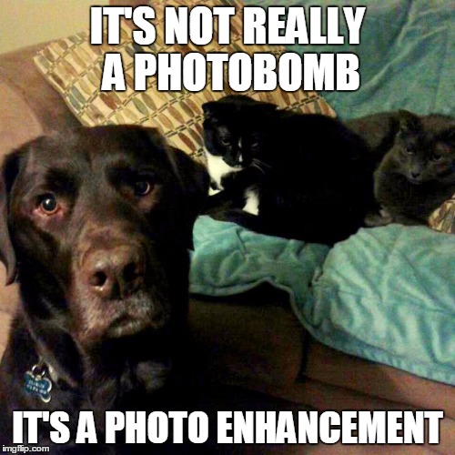 Photobombing the cats | IT'S NOT REALLY A PHOTOBOMB IT'S A PHOTO ENHANCEMENT | image tagged in chuckie the chocolate lab,photobomb,funny,cats,labrador,dog | made w/ Imgflip meme maker