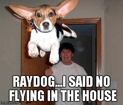 When you get the "really REALLY"   good buds!!! | RAYDOG...I SAID NO FLYING IN THE HOUSE | image tagged in raydog,flying dog,funny animals,funny dogs | made w/ Imgflip meme maker