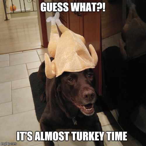 Almost Turkey Time  | GUESS WHAT?! IT'S ALMOST TURKEY TIME | image tagged in chuckie the chocolate lab,turkey,dog,hat,funny dogs,thanksgiving | made w/ Imgflip meme maker