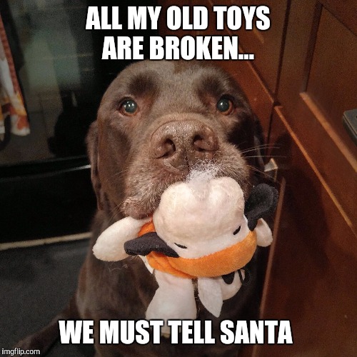 Tell Santa  | ALL MY OLD TOYS ARE BROKEN... WE MUST TELL SANTA | image tagged in chuckie the chocolate lab,santa,funny,labrador,dog,christmas | made w/ Imgflip meme maker