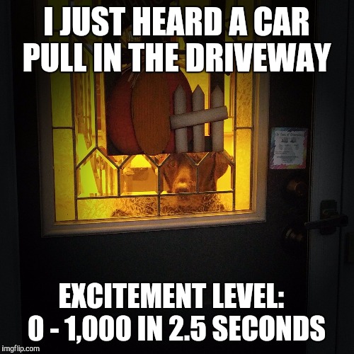 I JUST HEARD A CAR PULL IN THE DRIVEWAY EXCITEMENT LEVEL:   0 - 1,000 IN 2.5 SECONDS | image tagged in chuckie the chocolate lab,home,excited,cute dog,funny dog,labrador | made w/ Imgflip meme maker