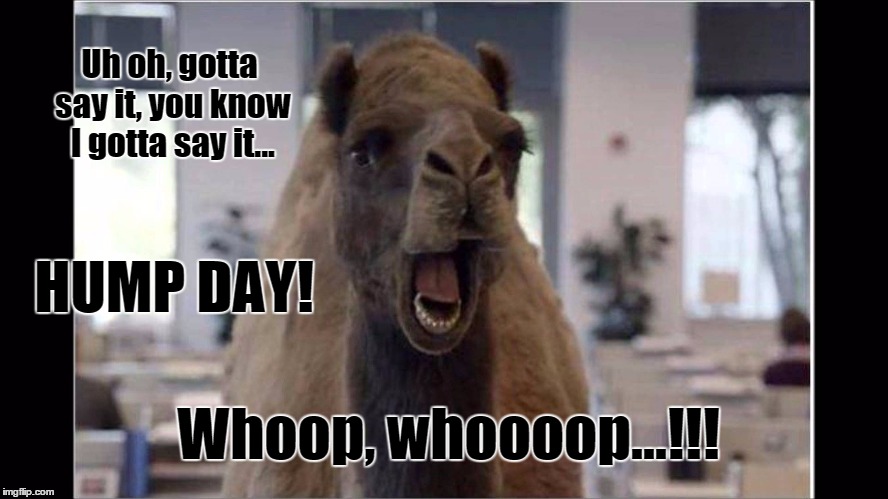 Hump Day | Uh oh, gotta say it, you know I gotta say it... HUMP DAY! Whoop, whoooop...!!! | image tagged in camel,hump day | made w/ Imgflip meme maker