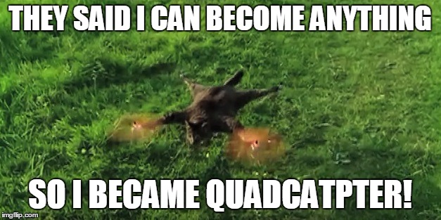 Quadcatpter | THEY SAID I CAN BECOME ANYTHING SO I BECAME QUADCATPTER! | image tagged in cat,quadcopter,taxidermy,animals,they said i could be anything | made w/ Imgflip meme maker