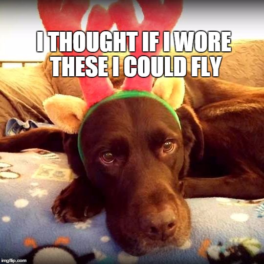 Christmas antlers make you fly | I THOUGHT IF I WORE THESE I COULD FLY | image tagged in chuckie the chocolate lab,christmas,funny dog,funny,holiday,labrador | made w/ Imgflip meme maker